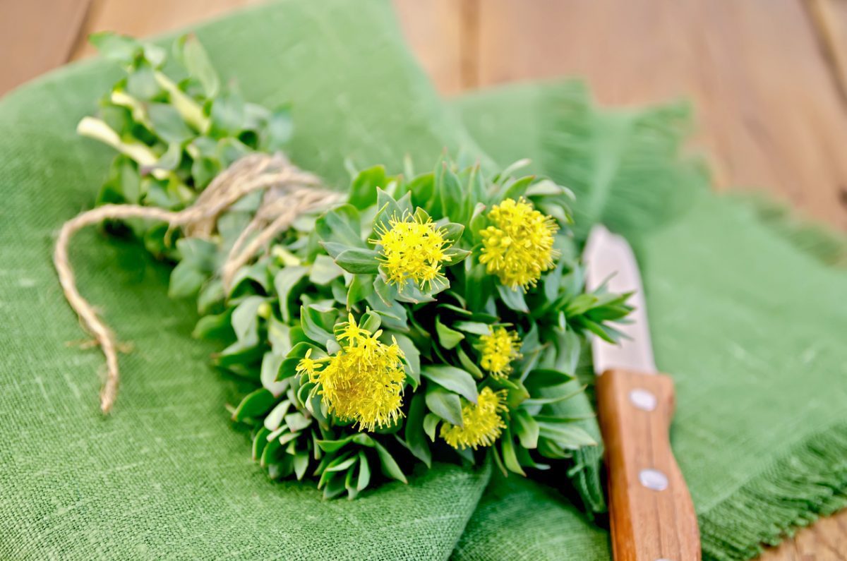 Mania Associated With Rhodiola Rosea