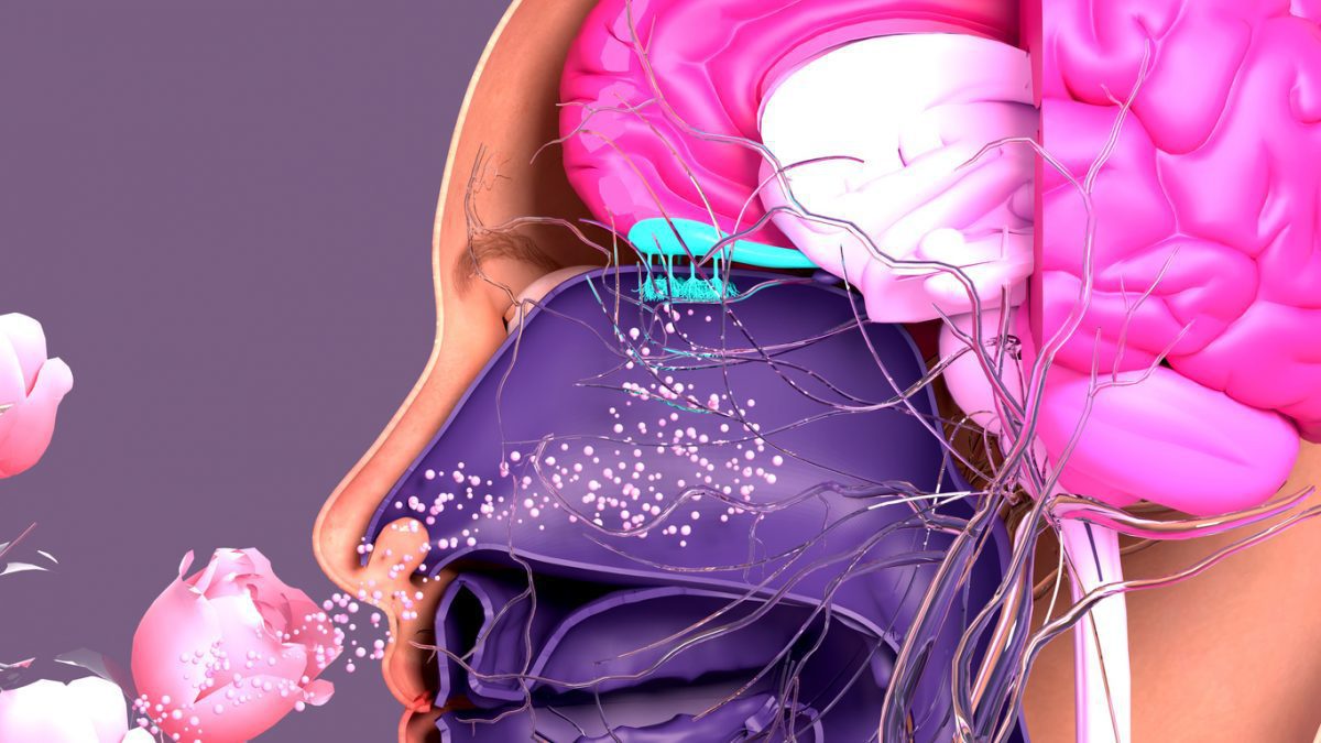 Bilateral Olfactory Bulb Atrophy Post COVID