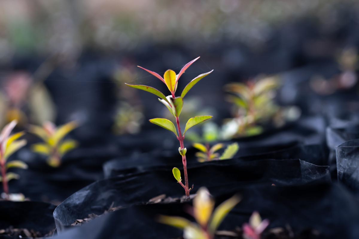 Association of Khat Use Disorder and Antisocial Personality Disorder Among Inmates